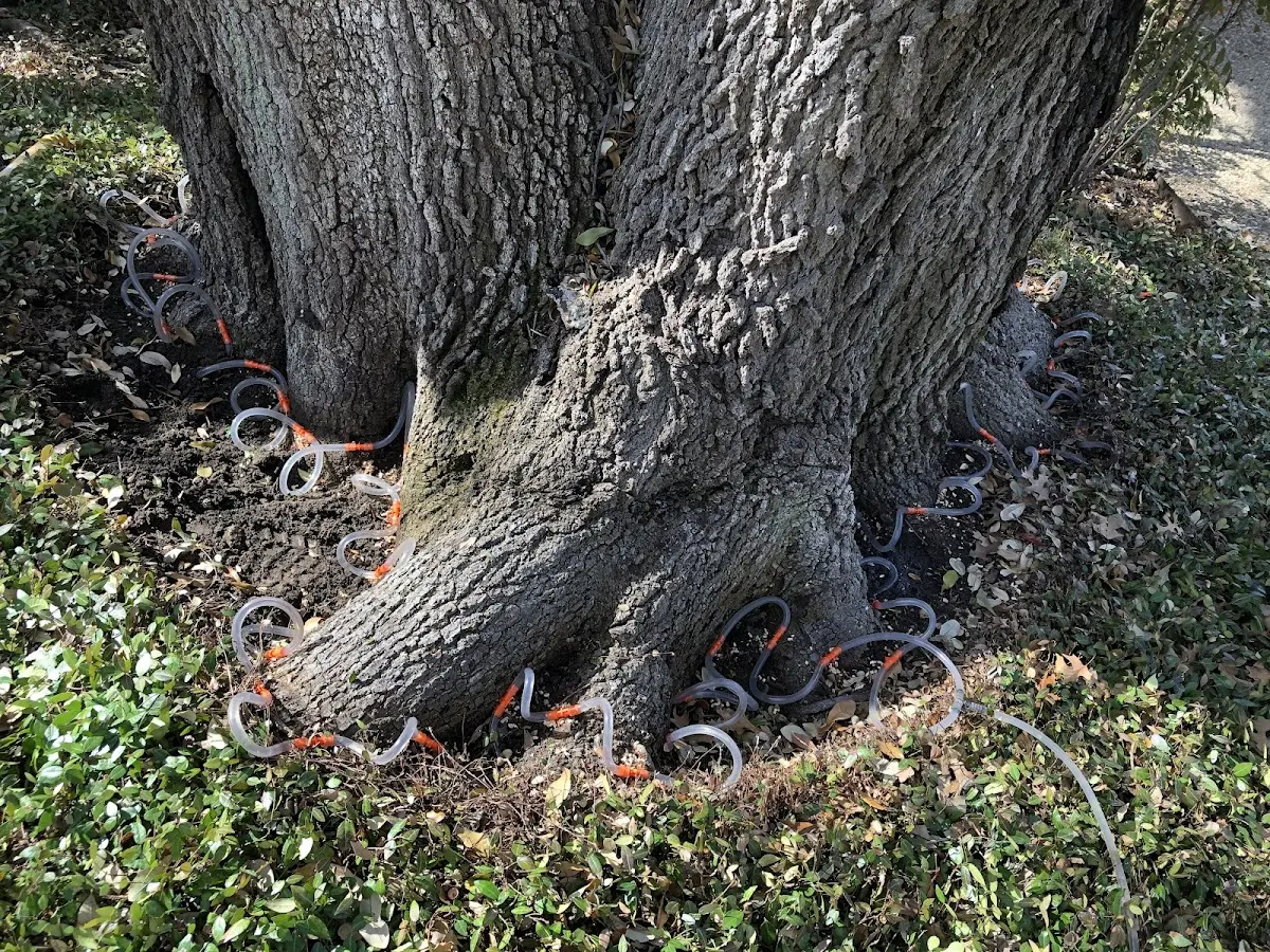 Detailed Tree Cabling and Bracing job site in New Ipswich