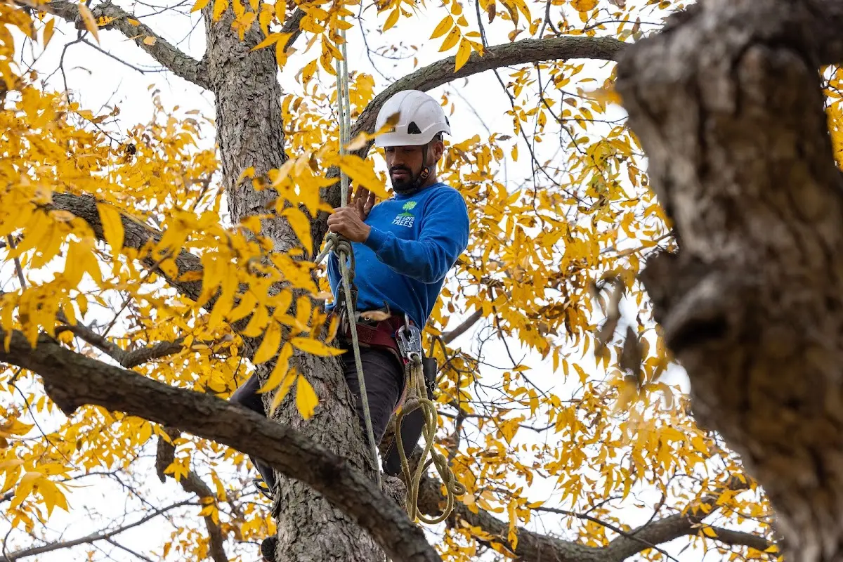 Skilled Tree Pruning crew working in New Ipswich