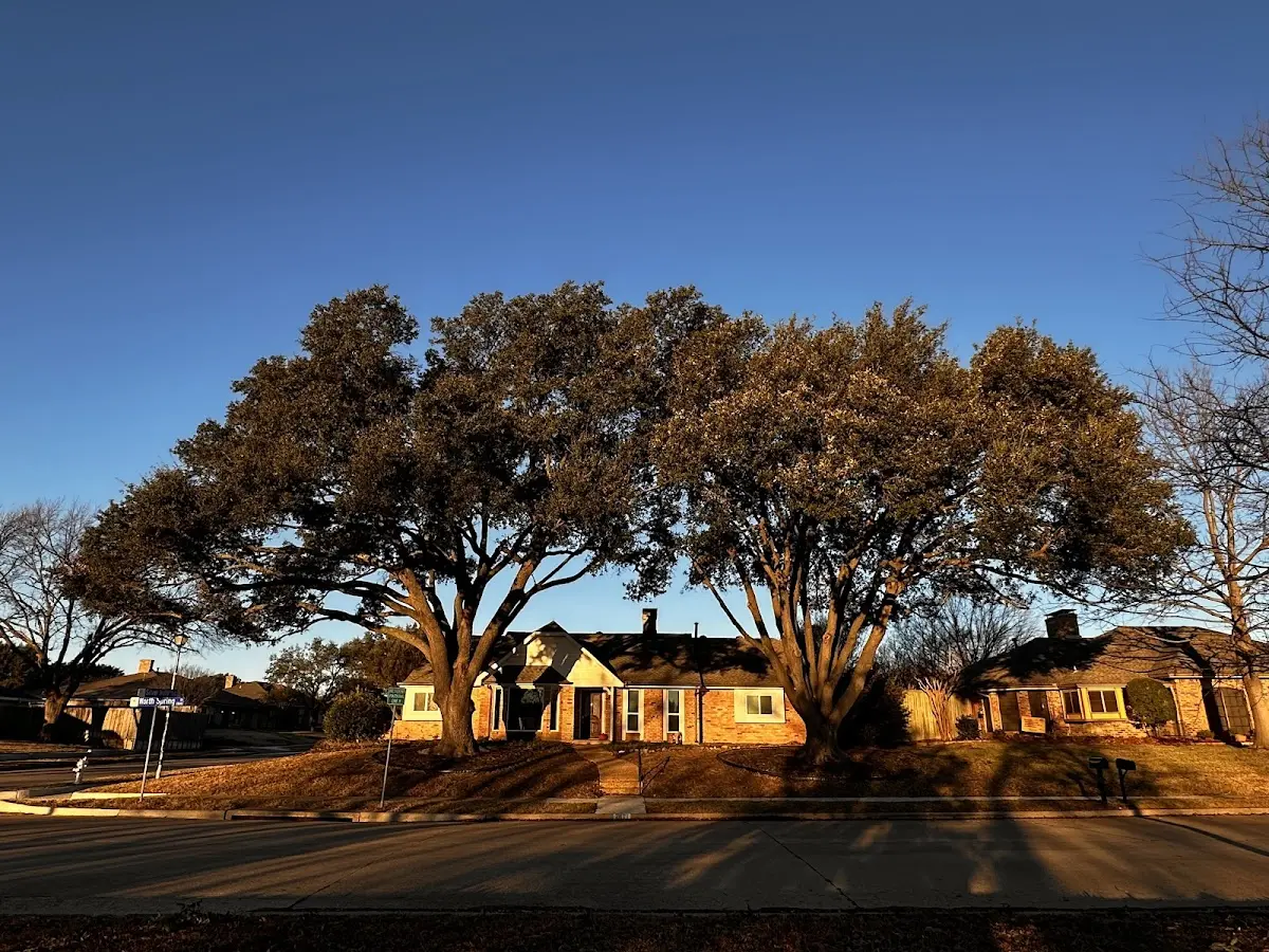 Established residential canopy tree shading a home in New Ipswich